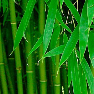 bambuk-volokno-11