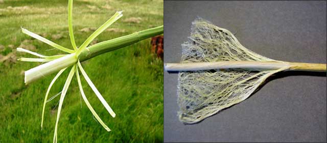 Степень созревания конопли onion сайты hydra hudra